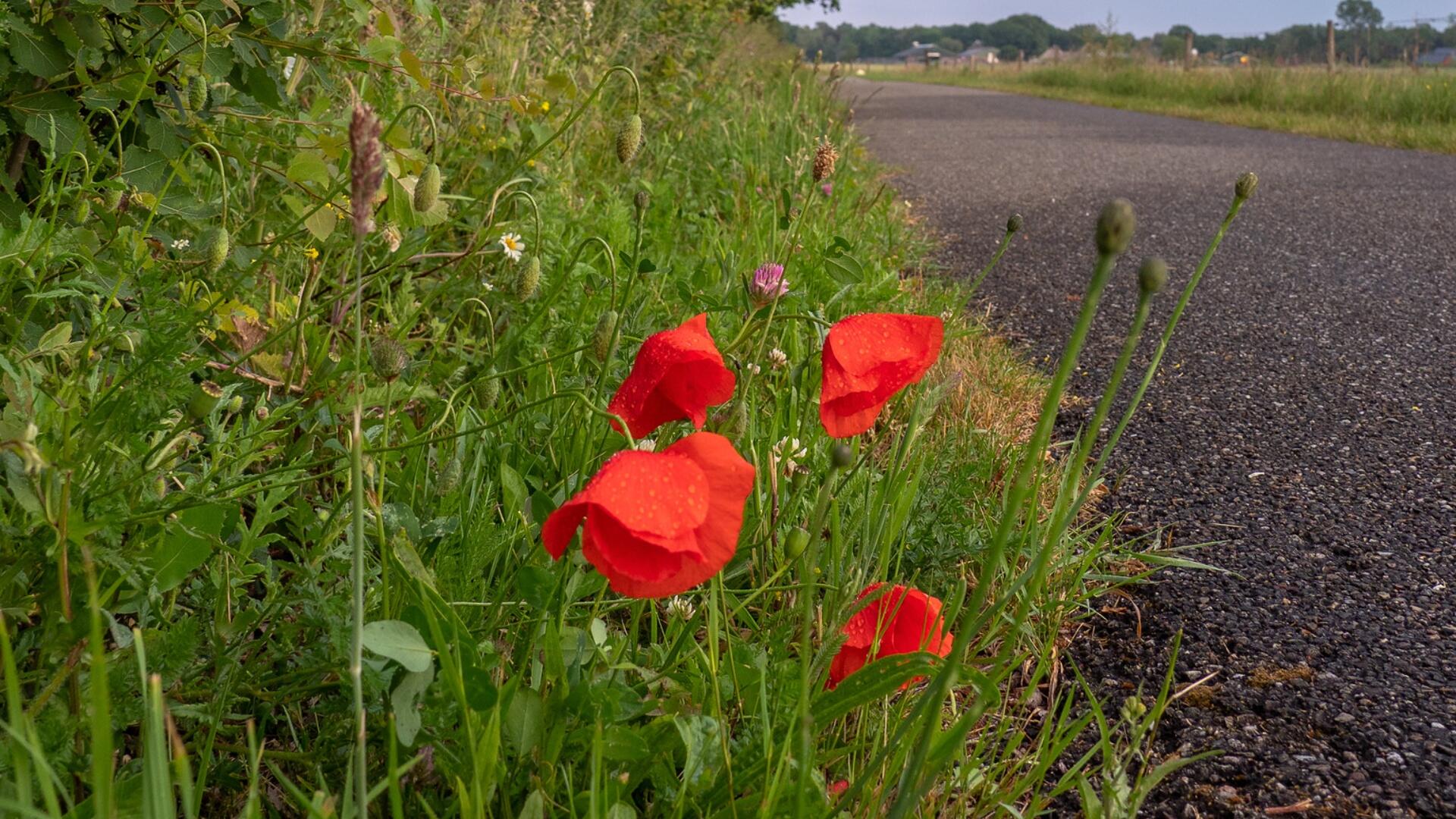Een berm met allerlei bloemen, waaronder klaprozen