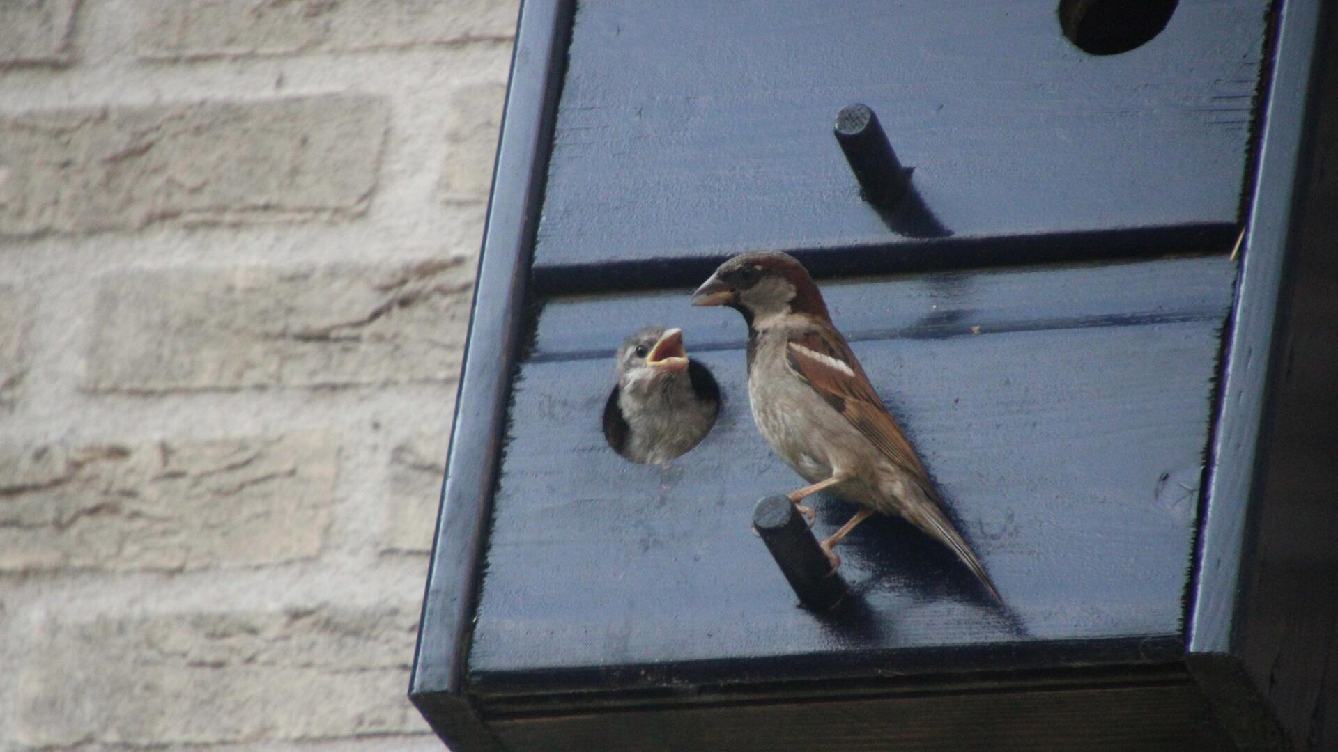 nestvoorziening