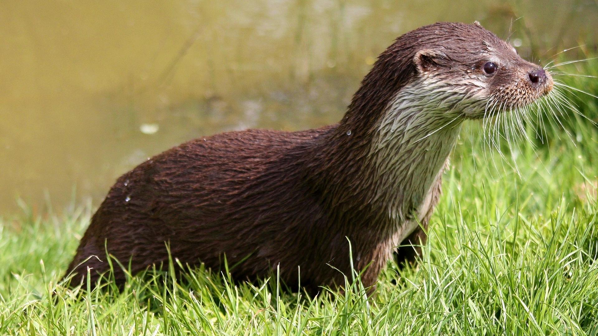 otter
